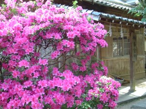 DSCF3494      